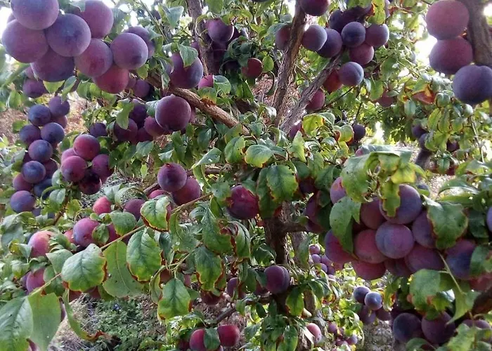 山林小屋 Kampi Double Storey House In The Village 尼科西亚