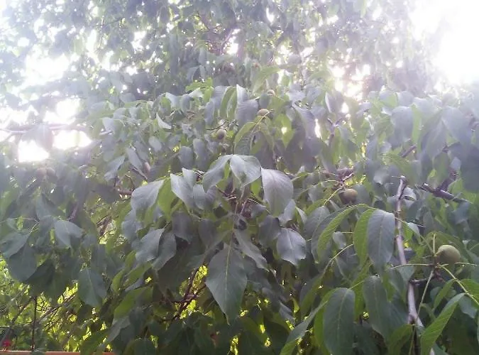 山林小屋 Kampi Double Storey House In The Village 尼科西亚