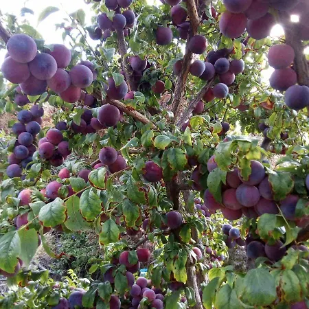 Lodge Kampi Double Storey House In The Village Nicosia